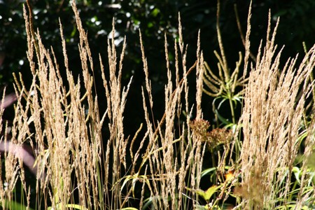 Picture of Calamagrostis Karl Foerster